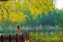 麻豆国产视频免费观看-麻豆国产视频，探索文化和娱乐的深度交汇